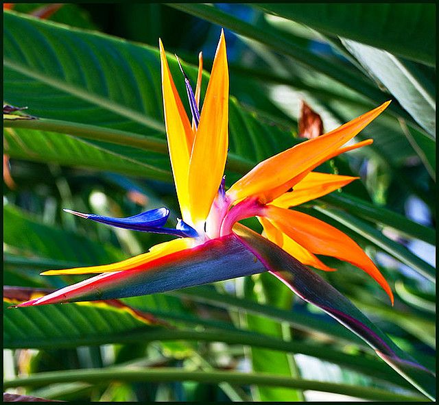 Exotic flower Birds Of Paradise
